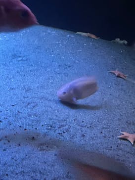 環境水族館アクアマリンふくしまに投稿された画像（2022/10/30）