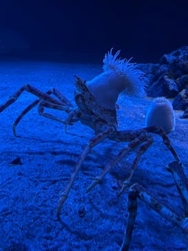 環境水族館アクアマリンふくしまに投稿された画像（2022/10/30）