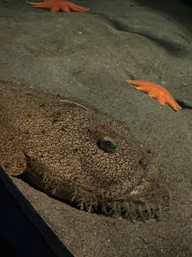 環境水族館アクアマリンふくしまに投稿された画像（2022/10/30）