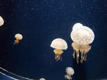 マリンワールド海の中道に投稿された画像（2022/10/30）