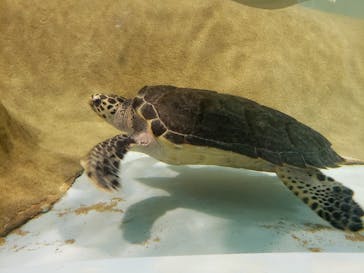 マリンワールド海の中道に投稿された画像（2022/10/30）