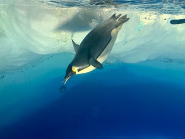 名古屋港水族館に投稿された画像（2022/10/30）