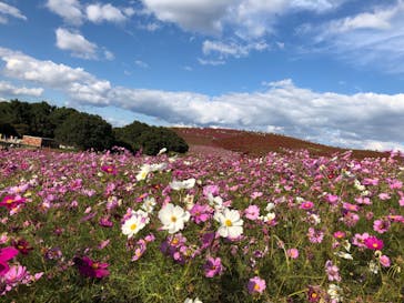 国営ひたち海浜公園プレジャーガーデンに投稿された画像（2022/10/30）