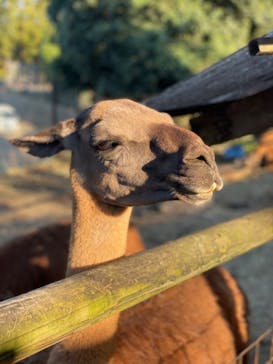 群馬サファリパークに投稿された画像（2022/10/30）