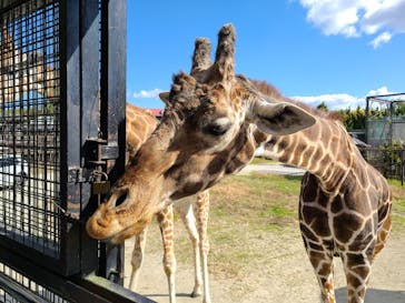 那須サファリパークに投稿された画像（2022/10/30）