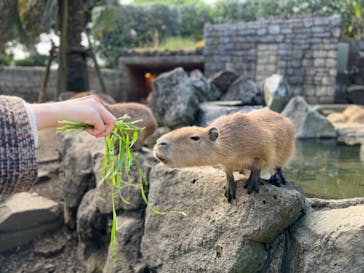 伊豆シャボテン動物公園に投稿された画像（2022/10/30）