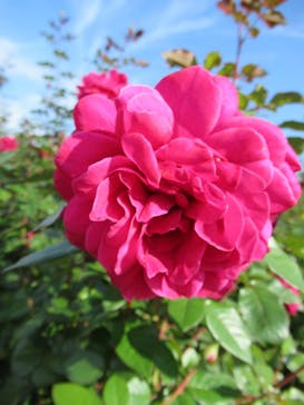 京成バラ園に投稿された画像（2022/10/30）