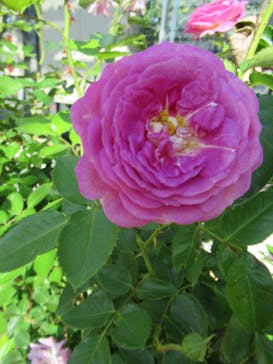 京成バラ園に投稿された画像（2022/10/30）