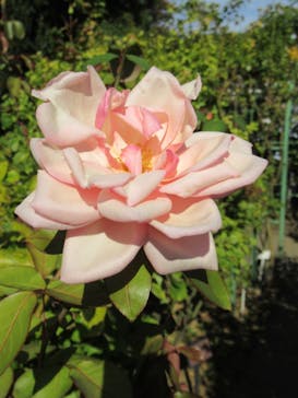 京成バラ園に投稿された画像（2022/10/30）