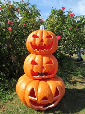 京成バラ園に投稿された画像（2022/10/30）