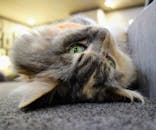 猫カフェモカ　立川店に投稿された画像（2022/10/31）