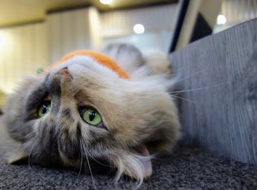 猫カフェモカ　立川店に投稿された画像（2022/10/30）