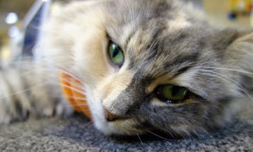 猫カフェモカ　立川店に投稿された画像（2022/10/30）