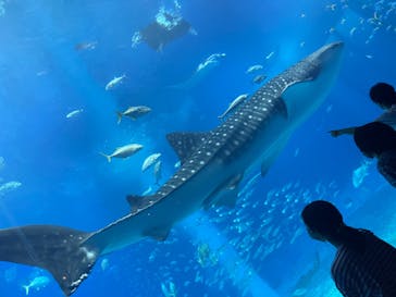 沖縄美ら海水族館に投稿された画像（2022/10/30）