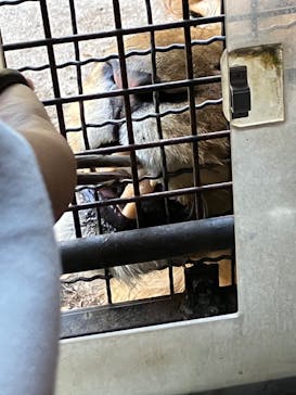 群馬サファリパークに投稿された画像（2022/10/31）