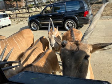 群馬サファリパークに投稿された画像（2022/10/31）