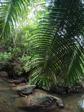 西表島 ADVENTURE PiPi（アドベンチャーピピ）に投稿された画像（2022/10/31）