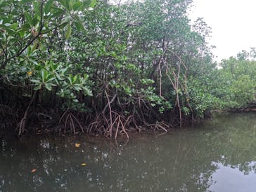 西表島 ADVENTURE PiPi（アドベンチャーピピ）に投稿された画像（2022/10/31）