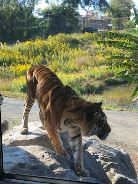 秋吉台自然動物公園 サファリランドに投稿された画像（2022/10/31）