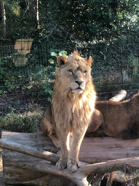 秋吉台自然動物公園 サファリランドに投稿された画像（2022/10/31）