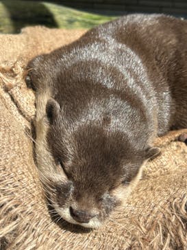 下田海中水族館に投稿された画像（2022/10/31）