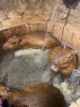 おさるランド＆アニタウン　日光さる軍団劇場に投稿された画像（2022/10/31）