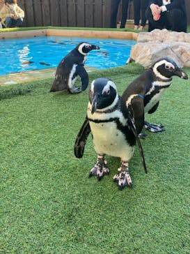 おさるランド＆アニタウン　日光さる軍団劇場に投稿された画像（2022/10/31）