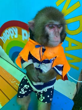 おさるランド＆アニタウン　日光さる軍団劇場に投稿された画像（2022/10/31）