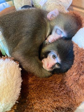 おさるランド＆アニタウン　日光さる軍団劇場に投稿された画像（2022/10/31）