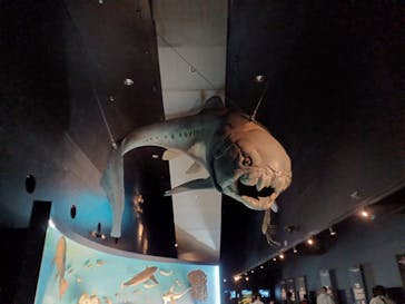 環境水族館アクアマリンふくしまに投稿された画像（2022/10/31）