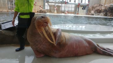 城崎マリンワールドに投稿された画像（2022/10/31）