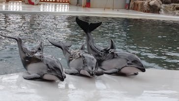 城崎マリンワールドに投稿された画像（2022/10/31）