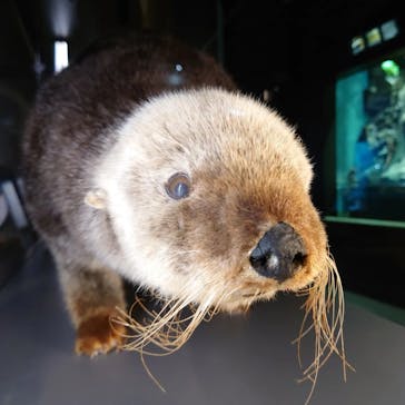 サンシャイン水族館に投稿された画像（2022/10/31）