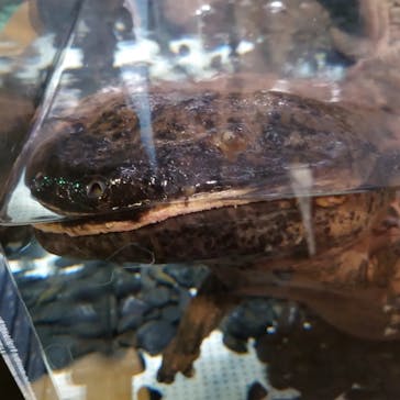 サンシャイン水族館に投稿された画像（2022/10/31）