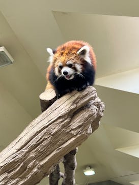 那須どうぶつ王国に投稿された画像（2022/10/31）