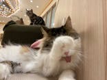 猫カフェモカ　イオンモール幕張新都心店に投稿された画像（2022/11/1）