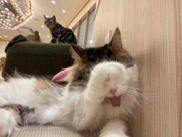 猫カフェモカ　イオンモール幕張新都心店に投稿された画像（2022/11/1）