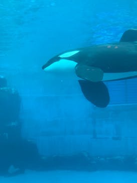 名古屋港水族館に投稿された画像（2022/11/1）