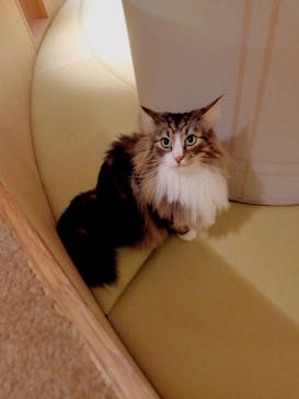 猫カフェモカ　新宿店に投稿された画像（2022/11/1）