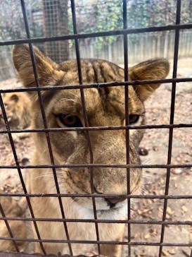 群馬サファリパークに投稿された画像（2022/11/1）