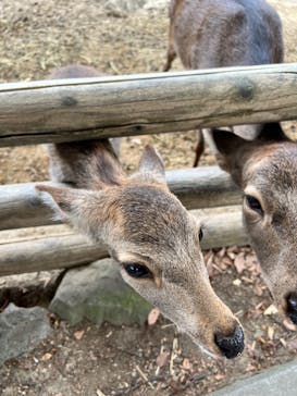 群馬サファリパークに投稿された画像（2022/11/1）