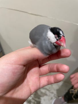 Moff animal cafe MARKIS 福岡ももち店に投稿された画像（2022/11/1）