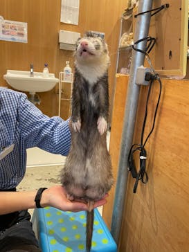 Moff animal cafe MARKIS 福岡ももち店に投稿された画像（2022/11/1）