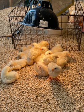 Moff animal cafe MARKIS 福岡ももち店に投稿された画像（2022/11/1）