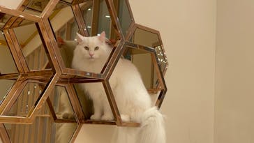 猫カフェモカ　イオンモール幕張新都心店に投稿された画像（2022/11/1）