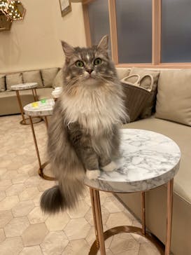 猫カフェモカ　イオンモール幕張新都心店に投稿された画像（2022/11/1）