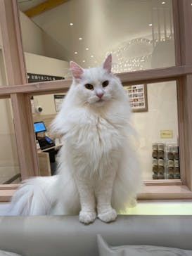 猫カフェモカ　イオンモール幕張新都心店に投稿された画像（2022/11/1）