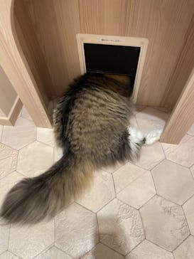 猫カフェモカ　イオンモール幕張新都心店に投稿された画像（2022/11/1）