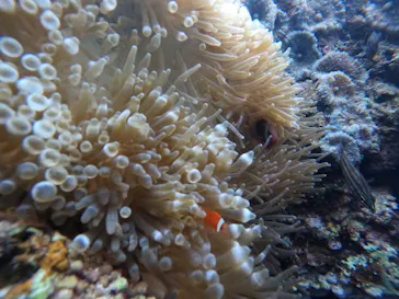 武藤潜水に投稿された画像（2022/11/2）