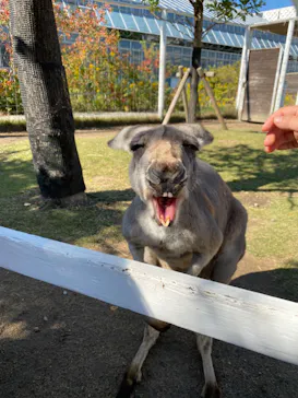 神戸どうぶつ王国に投稿された画像（2022/11/2）